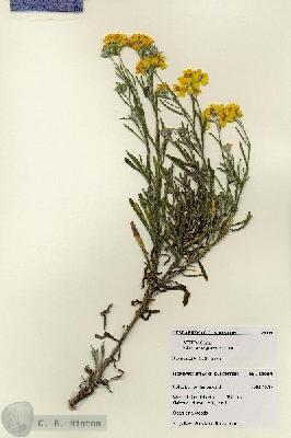 URN_catalog_HBHinton_herbarium_28004.jpg.jpg