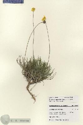 URN_catalog_HBHinton_herbarium_28005.jpg.jpg
