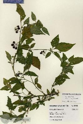 URN_catalog_HBHinton_herbarium_27998.jpg.jpg