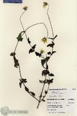 URN_catalog_HBHinton_herbarium_28011.jpg.jpg