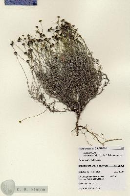 URN_catalog_HBHinton_herbarium_28009.jpg.jpg