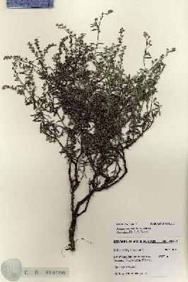 URN_catalog_HBHinton_herbarium_28012.jpg.jpg