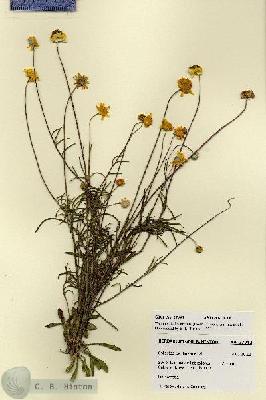 URN_catalog_HBHinton_herbarium_27942.jpg.jpg
