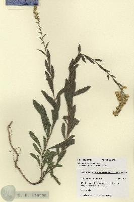 URN_catalog_HBHinton_herbarium_27918.jpg.jpg