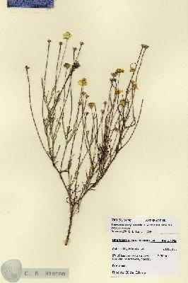 URN_catalog_HBHinton_herbarium_27943.jpg.jpg