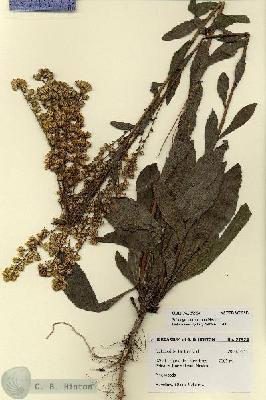 URN_catalog_HBHinton_herbarium_27924.jpg.jpg