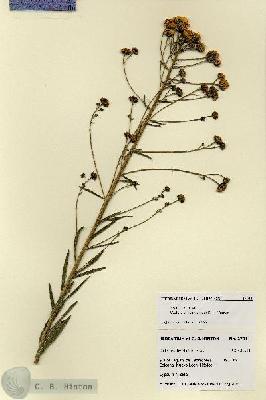 URN_catalog_HBHinton_herbarium_27911.jpg.jpg