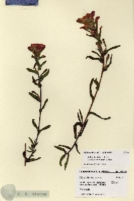 URN_catalog_HBHinton_herbarium_27926.jpg.jpg