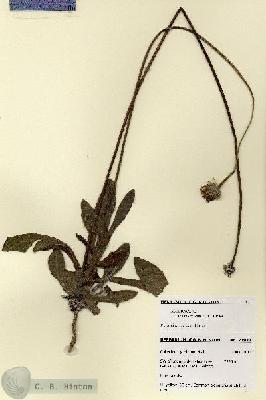 URN_catalog_HBHinton_herbarium_27927.jpg.jpg