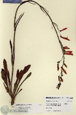 URN_catalog_HBHinton_herbarium_27930.jpg.jpg