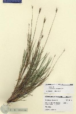 URN_catalog_HBHinton_herbarium_27932.jpg.jpg