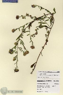 URN_catalog_HBHinton_herbarium_27935.jpg.jpg