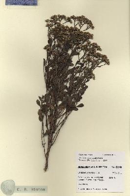 URN_catalog_HBHinton_herbarium_27941.jpg.jpg