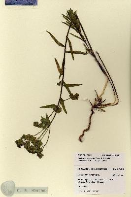 URN_catalog_HBHinton_herbarium_27950.jpg.jpg