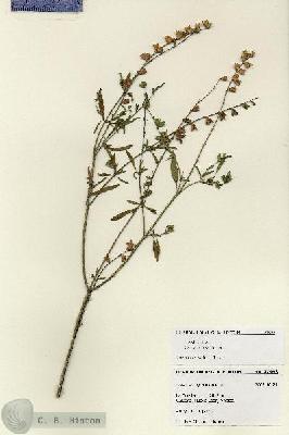URN_catalog_HBHinton_herbarium_27953.jpg.jpg