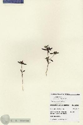 URN_catalog_HBHinton_herbarium_28014.jpg.jpg