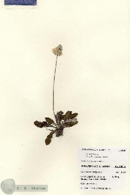 URN_catalog_HBHinton_herbarium_28018.jpg.jpg