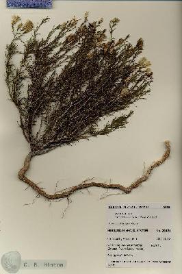 URN_catalog_HBHinton_herbarium_28021.jpg.jpg
