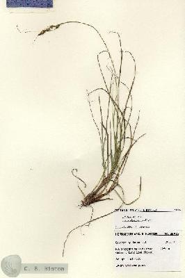 URN_catalog_HBHinton_herbarium_28022.jpg.jpg