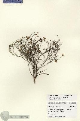 URN_catalog_HBHinton_herbarium_28033.jpg.jpg