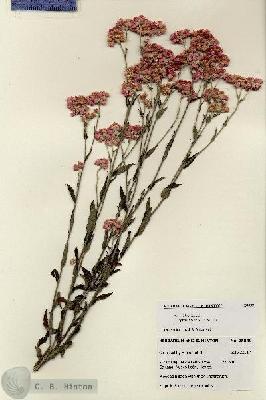 URN_catalog_HBHinton_herbarium_28039.jpg.jpg