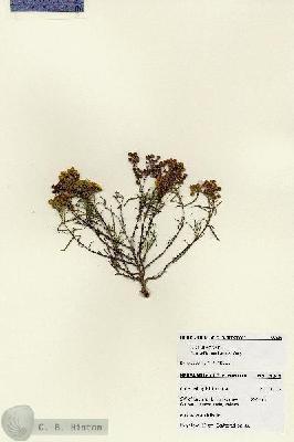 URN_catalog_HBHinton_herbarium_28048.jpg.jpg