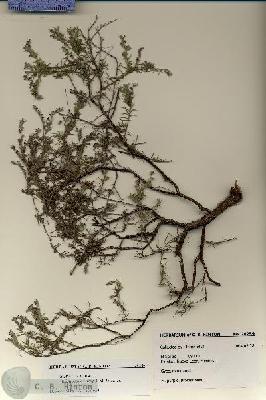 URN_catalog_HBHinton_herbarium_28259.jpg.jpg