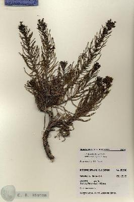 URN_catalog_HBHinton_herbarium_28246.jpg.jpg