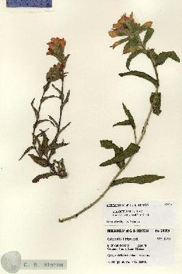 URN_catalog_HBHinton_herbarium_28260.jpg.jpg
