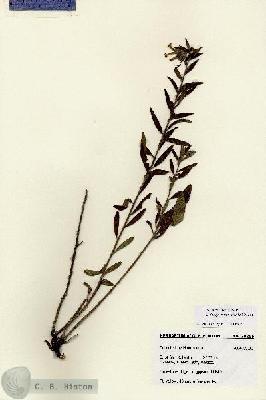 URN_catalog_HBHinton_herbarium_28265.jpg.jpg