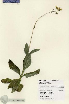 URN_catalog_HBHinton_herbarium_28127.jpg.jpg