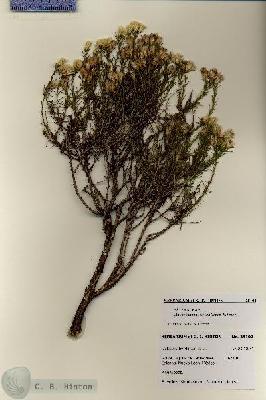 URN_catalog_HBHinton_herbarium_28102.jpg.jpg