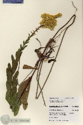 URN_catalog_HBHinton_herbarium_28103.jpg.jpg