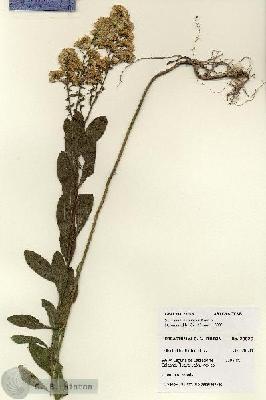 URN_catalog_HBHinton_herbarium_28075.jpg.jpg