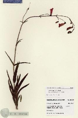 URN_catalog_HBHinton_herbarium_28104.jpg.jpg