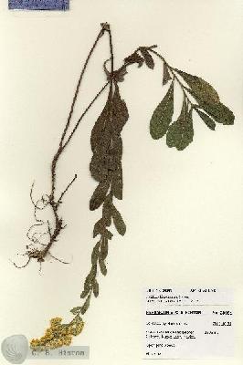 URN_catalog_HBHinton_herbarium_28081.jpg.jpg