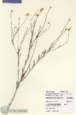 URN_catalog_HBHinton_herbarium_28083.jpg.jpg