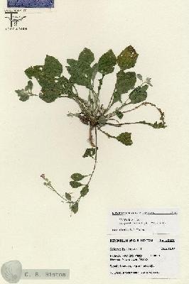 URN_catalog_HBHinton_herbarium_28108.jpg.jpg