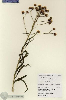 URN_catalog_HBHinton_herbarium_28110.jpg.jpg