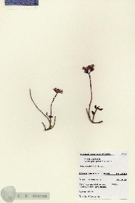 URN_catalog_HBHinton_herbarium_28095.jpg.jpg