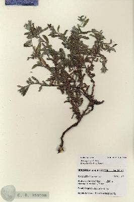 URN_catalog_HBHinton_herbarium_28112.jpg.jpg