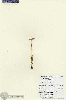 URN_catalog_HBHinton_herbarium_28145.jpg.jpg