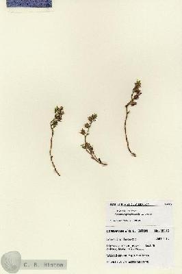 URN_catalog_HBHinton_herbarium_28116.jpg.jpg