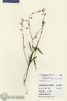 URN_catalog_HBHinton_herbarium_28132.jpg.jpg