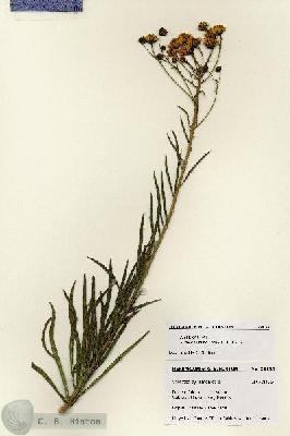URN_catalog_HBHinton_herbarium_28133.jpg.jpg