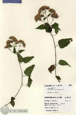 URN_catalog_HBHinton_herbarium_28156.jpg.jpg