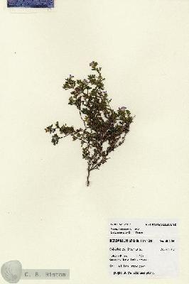 URN_catalog_HBHinton_herbarium_28134.jpg.jpg