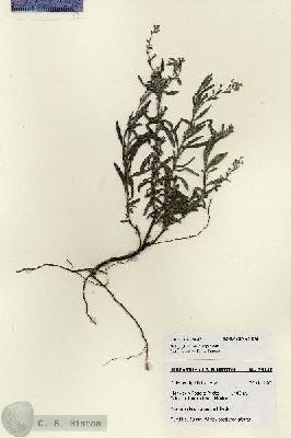 URN_catalog_HBHinton_herbarium_28147.jpg.jpg