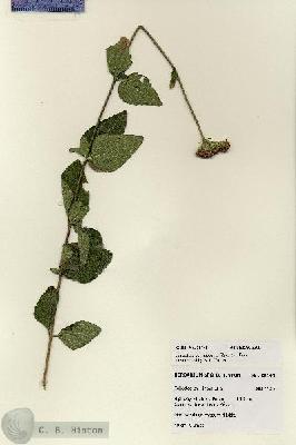 URN_catalog_HBHinton_herbarium_28148.jpg.jpg