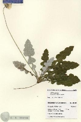 URN_catalog_HBHinton_herbarium_28159.jpg.jpg
